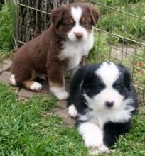 Cute Australian Shepherd puppies