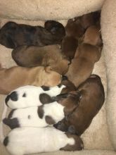 Dachshund Pups Looking for Forever Homes