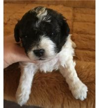 Healthy Akc Golden Oodle White and Black Puppies for Adoption