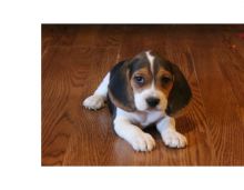 Male and female Beagle puppies