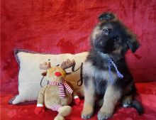 Male and female German Shepherd puppies