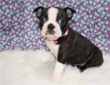 Two Awesome Boston Terrier Puppies