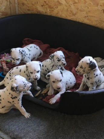 Beautiful Dalmatian Puppies available Image eClassifieds4u