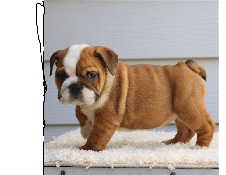 Cute male and female English bulldog Puppies available. Image eClassifieds4u
