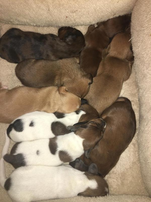 Dachshund Pups Looking for Forever Homes Image eClassifieds4u