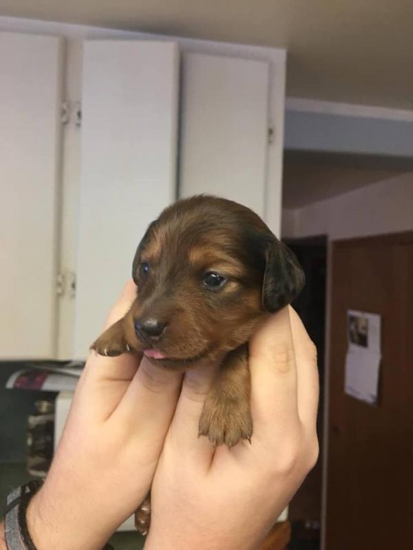 Dachshund Pups Looking for Forever Homes Image eClassifieds4u