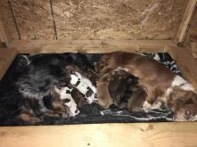 Dachshund Pups Looking for Forever Homes Image eClassifieds4u 2