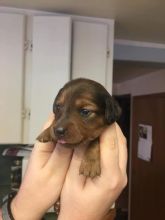 Dachshund Pups Looking for Forever Homes Image eClassifieds4u 3