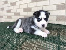 Siberian husky puppies available Image eClassifieds4U