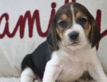 Sweet & playful Beagle puppies. Image eClassifieds4U