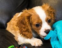 Top quality Male and Female Cavalie king charles puppies. Image eClassifieds4U