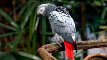 Top quality African Grey Parrot Image eClassifieds4U