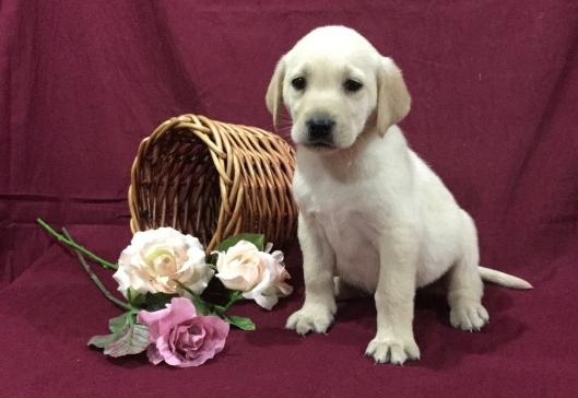 🎄🎄 CKC ☮ Male 🐕 Female 🎄 Labrador Retriever Pups 🏠💕Delivery is possible� Image eClassifieds4u