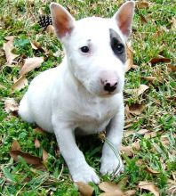 🎄🎄 CKC ☮ Male 🐕 Female 🎄 Bull Terrier Pups 🏠💕Delivery is possible🌎✈�