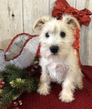 🎄🎄 CKC ☮ Male 🐕 Female 🎄 Miniature Schnauzer Puppies 🏠💕Delivery is possibl
