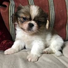 🎄🎄 CKC ☮ Male 🐕 Female 🎄 Pekingese Puppies ✿🏠💕Delivery is possible🌎�
