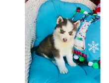 Charming Siberian husky puppies available.