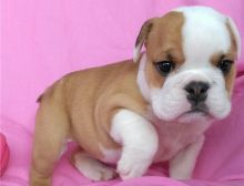 Cute male and female English bulldog Puppies available.