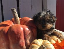 male and female Yorkshire terrier puppies