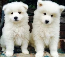 Purebreed Samoyed puppies very-cute