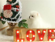 Beautiful Pomeranian puppies Available Image eClassifieds4U