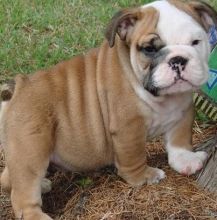 English Bulldog puppies Image eClassifieds4U