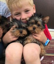 male and female Yorkie Puppies Image eClassifieds4u 2