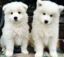 Purebreed Samoyed puppies very-cute Image eClassifieds4U