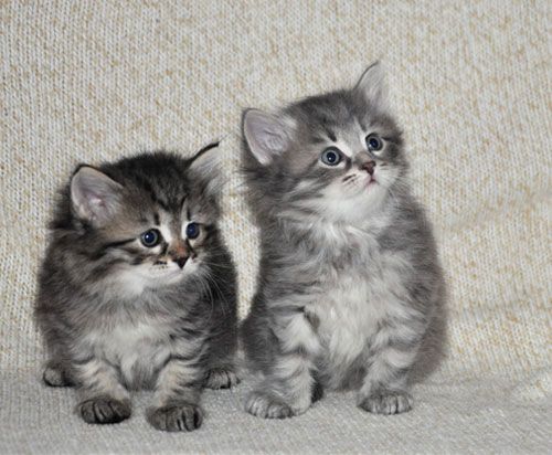 Super adorable Siberian kittens. Image eClassifieds4u