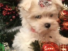 Adorable male and female Maltese Puppies.