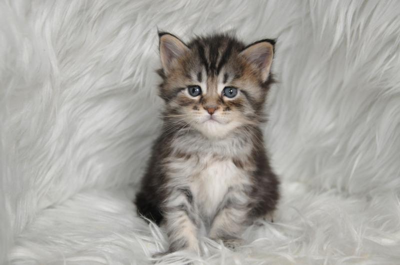 Adorable 12 weeks old Maine Cool kittens available. Image eClassifieds4u