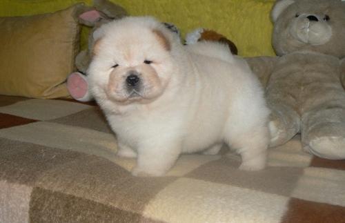 Gorgeous Chow Chow Puppies. Image eClassifieds4u