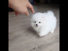 Beautiful Pomeranian puppies Available Image eClassifieds4U