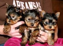 Xmas yorkie puppies for sale Image eClassifieds4U