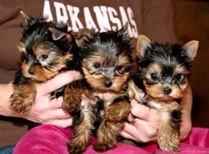 Xmas yorkie puppies for sale Image eClassifieds4u