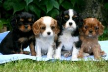 Cavalier king charles spaniel Puppies available