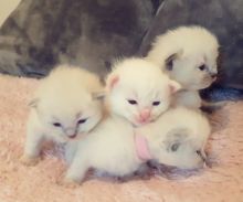 Cute Ragdoll Kittens Available ,