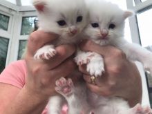 Cute Ragdoll Kittens Available