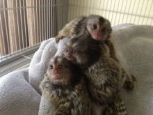 Exceptional Marmoset and Capuchin monkeys Available