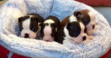 Adorable Boston terrier Puppies Available