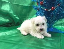 Adorable male and female Maltese Puppies.