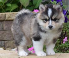 Amazing Pomsky puppies,