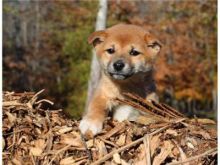 Amazing Shiba inu puppies,