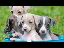 Beautiful Italian Greyhounds Available now