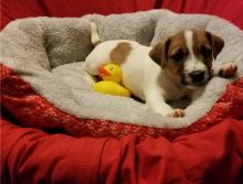 Beautiful males and female jack russell terrier puppies,