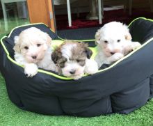 Beautiful Maltipoo puppies Available,