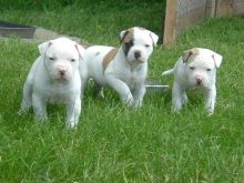 Cute American bulldog Ready