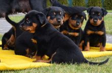 Cute Beauceron Puppies Available