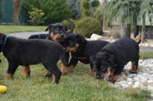 Cute Beauceron Puppies Available