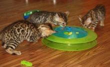 Cute Bengal kittens Available.